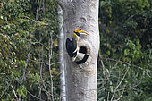 Great Hornbill (Buceros bicornis) male bringing fruit to the female remaining at the nest, Tongbiguan, Yunnan, China
