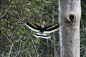 Great Hornbill (Buceros bicornis) male in flight after feeding the female, Tongbiguan, Yunnan, China