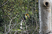 Calao bicorne (Buceros bicornis) mâle sur une branche près du nid, Tongbiguan, Yunnan, Chine
