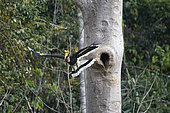 Great Hornbill (Buceros bicornis) male in flight after feeding the female, Tongbiguan, Yunnan, China