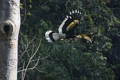 Great Hornbill (Buceros bicornis) male in flight, Tongbiguan, Yunnan, China