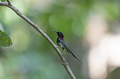 Black-throated Sunbird (Aethopyga saturata) male on a branch, Tongbiguan, Yunnan, China