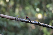 Black-throated Sunbird (Aethopyga saturata) couple on a branch, Gaoligongshan, Yunnan, China
