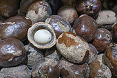 Vegetable Ivory, Ivory Palm Nut (Phytelephas sp), Dali Market, Yunnan, China