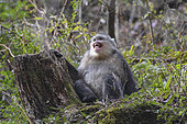 Black Snub-nosed Monkey (Rhinopithecus bieti) mimicry of a worried young, Yunnan, China