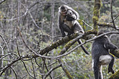 Black Snub-nosed Monkey (Rhinopithecus bieti) young female having kidnapped the baby from an adult female, Yunnan, China