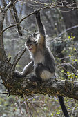 Black Snub-nosed Monkey (Rhinopithecus bieti) on a branche, Yunnan, China
