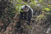 Black Snub-nosed Monkey (Rhinopithecus bieti) male threat grin, Yunnan, China