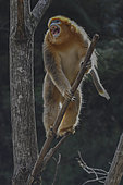 Golden snub-nosed monkey (Pygathrix roxellana) male in a tree, threat yawning,, Shanxii, China