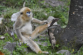Golden snub-nosed monkey (Pygathrix roxellana) young sitting on a rock and scratching his leg, Shanxii, China