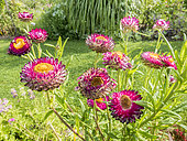 Helichrysum bracteata 'Flore Pleno Rose'