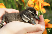 Lake duck (Oxyura vittata) ducklings held in hand