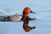 Common Pochard (Aythya ferina) male on water, Dombes, Ain, France