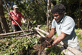 Amede Moto holding compost in hand. Tribe of Gohapin. New Caledonia.