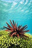 Slate Pencil Urchin (Heterocentrotus mammilatus) on green coral. South lagoon. New Caledonia.