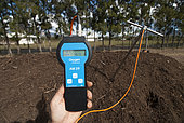 Measuring the temperature of a compost pile, New Caledonia.