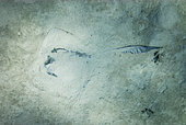 Raie éventail (Pastinachus sephen) se camouflant sur un fond sableux, Lagon de Nouvelle-Calédonie.