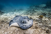 Blotched fantail ray (Taeniura meyeni) on a detrital background. Lagoon of New Caledonia.