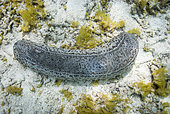 Leopard sea cucumber (Bohadschia argus) on detrital bottom, Lagoon of New Caledonia.