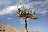 Candelabra Cactus (Browningia candelaris), endemic Chile & Peru, Monumento Natural Quebrada de Cardones, XV Region of Arica and Parinacota, Chile