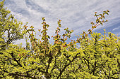 Quintral (Tristerix corymbosus), parasitic plant in spring on Roman Cassie (Acacia caven), Mount Mauco, Quintero, V Region of Valparaiso, Chile