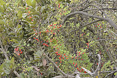 Soldadito rojo (Tropaeolum tricolor), endemic to Chile, Cerro Mauco, Quintero, V Region of Valparaiso, Chile