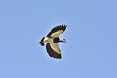 Southern Lapwing (Vanellus chilensis) in flight, Reserva Nacional Lago Peñuelas, V Region of Valparaiso, Chile