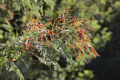 Mimosa (Acacia dealbata), young pods, Reserva Nacional Lago Peñuelas, V Region of Valparaiso, Chile