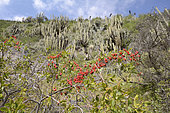 Soldadito rojo (Tropaeolum tricolor), small climbing vine endemic to Chile, in bloom, on the background of cactus Echinopsis chiloensis, Parque nacional La Campana, V Valparaiso Region, Chile