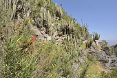 Soldadito rojo (Tropaeolum tricolor), small climbing vine endemic to Chile, in bloom, on the background of cactus Echinopsis chiloensis, Parque nacional La Campana, V Valparaiso Region, Chile