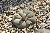 Peyote (Lophophora williamsii) Cactaceae from southern North America with psychotropic properties