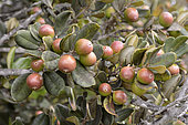 Lucumo (Pouteria splendens), fruit, Puquén Nature Reserve, Los Molles, La Ligua, V Region of Valparaiso, Chile