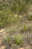 Chupalla (Eryngium paniculatum), Cerro Mauco, Quintero, V Region of Valparaiso, Chile