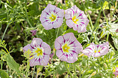 Convolvulus tricolor 'Rose'