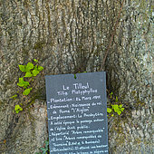 Ancient Lime Tree (Tilia sp.) nearby the church, Chedigny Garden-village, Indre-et-Loire Department, The Loire Valley, France