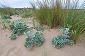 Sea Holly (Eryngium maritimum), Valdearenas beach, Dunas de Liencres Natural Park, Cantabrian Sea, Piélagos Muicipality, Cantabria, Spain
