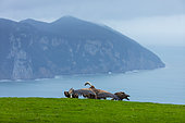 Griffon vultures (Gyps fulvus), Mount Buciero, Marismas de Santoña, Victoria y Joyel Natural Park, Cantabrian Sea, Montaña Oriental Costera, Cantabria, Spain