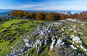 Beech forest in autumn at Cerredo Mountain, Cantabrian Sea, Montaña Oriental Costera MOC, Castro Urdiales, Cantabria, Spain