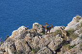 Spanish ibex (Capra pyrenaica), Cliffs of Maro Cerro Gordo ,Acantilados de Maro Cerro Gordo, Granada, Andalusia, Spain