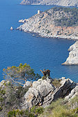 Spanish ibex (Capra pyrenaica), Cliffs of Maro Cerro Gordo ,Acantilados de Maro Cerro Gordo, Granada, Andalusia, Spain