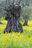 Olive (Olea europaea), Sierra de las Nieves National Park, Málaga, Andalusia, Spain