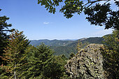 Hirtzenstein Rock, view of the Volgelsteine, the Wegscheid volcano forest regional nature reserve, the Belacker meadow, Rossberg massif, Hautes Vosges, Wegscheid, Haut Rhin, France