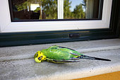 Perruche ondulée (Melopsittacus undulatus) morte après avoir heurté une vitre, Portugal. Individu probablement échappé d'une cage.