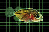Marine fish larvae eat microplastics. Small pieces of plastic, termed “micro plastic” in the oceans derive mainly from degradation of big plastics such as beach littering, but also from sources of direct emission from example beauty scrubbers and synthetic sand-blasting. These micro plastics are ingested by marine animals –mistaking them for plankton – or via prey. When ingested, the particles affect the animals due to their physical properties and their chemical properties (the plastic polymer itself and additives) and persistent organic pollutants (POPs) gathered on their surface. The latter because micro plastics have a large hydrophobic surface, which accumulate POPs to a great extent, on micro plastics than in the surrounding water.
