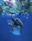 Common bottlenose dolphin playing with a six pack rings found in the middle of a great patch of floating plastic garbage. Six pack rings or six pack yokes are a set of connected plastic rings that are used in multi-packs of beverage, particularly six packs of beverage cans.These six pack rings cause huge entaglemets in marine animals and are often mistakenly ingested because animals think it is natural food. Its transparent appearance is very similar to that of some jellyfish and certain colonial tunicates. Dolphins, turtles and fish have already been seen in these rings unable to break free. Composite. Indian ocean. Composite image