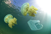 Jellyfishes and plastic bag driffting. For us, humans, a submerged plastic bag hardly resembles a jellyfish but for a sea turtle, a ocean sunfish or a dolphin the difference will not seem so obvious. So they frequently ingest drifting plastic bags or other plastic garbage they find in the ocean. Unlike their natural food plastic is not digestible and causes them obstructions of the digestive tract and a long death with great suffering. Portugal