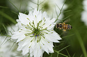 Honeybee (Apis mellifera), in flight, approaches a flower of Nigella of Damascus (Nigella damascena) for foraging, garden, Belfort, Territoire de Belfort, France