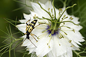 Rutpela maculata or Leptura maculata feeds on pollen on a Nigella flower of Damascus (Nigella damascena), garden, Belfort, Territoire de Belfort, France
