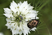 Cetonia (Potosia fieberi) on a Nigella flower of Damascena (Nigella damascena), garden, Belfort, Territoire de Belfort, France