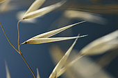 Wild oats (Avena fatua), envelope of the spikelet, Cap Negre, Six Fours les Plages, Var, France